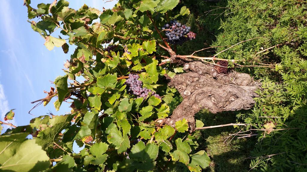 Le Clos Des Aramons Bernis Εξωτερικό φωτογραφία